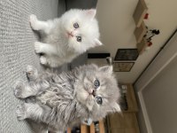 Sahiplendirilmeye hazır bebekler british longhair