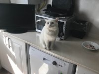 1 yaşında erkek british shorthair