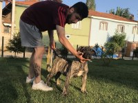 4.5 aylık Dev Erkek Presa Canario Yavru