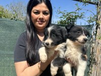 Zeka Küpü Border Collie Yavrularım