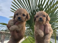 Toy Poodle Yavrularımız