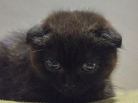 Scottish fold erkek siyah