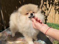 Saf Kan Pomeranian Boo Erkek