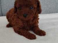Ruhsatlı Köpek Çiftliğinden Toy Poodle Yavrularımız