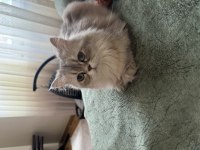 British Longhair AY25 Dişi