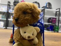 F1 maltipoo köpeği yavrular