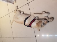 4 aylık golden retriever yavrusu