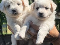 HARİKA MALTİPOO YAVRULAR