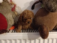 Toy poodle kendi köpeğim