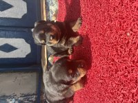 Rottweiler Köpeği