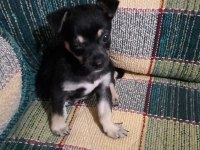 Orjinal pinscher minyatür 0 numara dişi