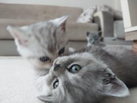 British shorthair cinsi yavrularımız yeni evlerini arıyor