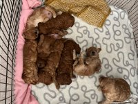2 Erkek 1 Dişi Poodle