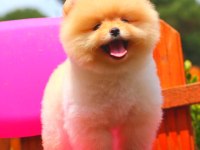 Pomeranian Boo Ayıcık surat Üst kalite bebekler