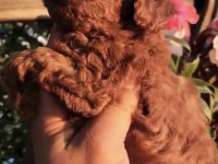 SAĞLIK VE IRK GARANTİLİ TEACUP POODLE