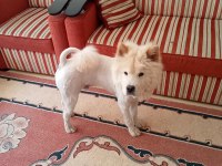 Chow chow 9 aylık