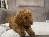Mini Boy Maltipoo Erkek Yavrum