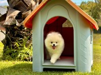 Pomeranian Bebeklerimiz İstanbul