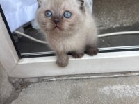 Scottish Fold 2 Aylık