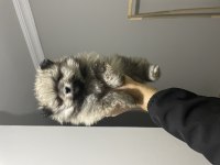 50 günlük pomeranian