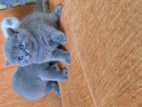 Süper kalite scottish fold yavrular