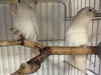 Genç Takım Forpus Albino Ve Amerikan Turkuaz 1 Yaşında