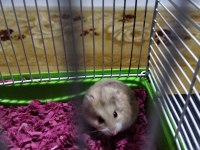 Cok sevimli hamster