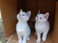 KEDİLERİN SON 1 AYLARI SONRASI YOK