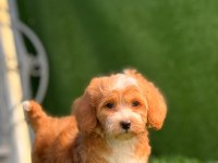 Kendi maltipoo yavrularım dişi ve erkek mevcut