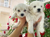O numara maltese terrier bebekler