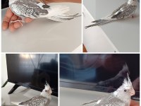 EV ÜRETİMİ WF PERL 45 GÜNLÜK SULTAN PAPAĞANI