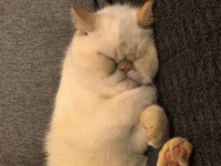 8 aylık çok uysal exotic shorthair