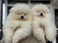 Tea cup pomeranian  yavrular ziyarete açık