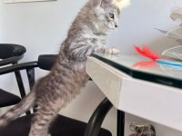 MAİNE COON KAÇIRAN ÜZÜLÜR