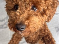 Toy Poodle Dişi