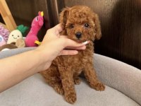 Toy Poodle Yavrumuz
