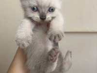 YAVRU BRİTİSH LONGHAİR BLUE EYES