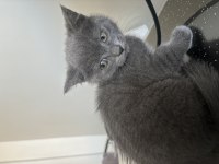 1,5 aylık yavru british shorthair kedimiz