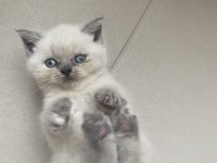 48 Günlük British Blue Point