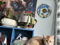 Ny11 safkan british shorthair