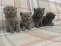 40 günlük safkan A kalite british shorthair yavrular