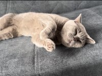 Erkek akıllı eğitimli british shorthair