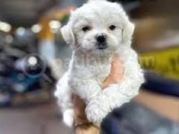 Maltese Terrier Sıfr Numara Oyuncu Ve Uyumlu