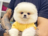 Evlerinize getirecek pomeranian boo yavrularımız hazır