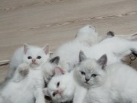 Blue Point Mavi Gözlü Beyaz Kediler