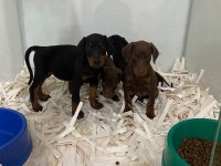 IRK GARANTİLİ DOBERMAN YAVRULAR