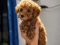 5 Haziran Doğumlu İki Erkek Yavru Poodle