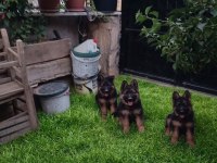 MÜKEMMEL K9 ALMAN KURDU YAVRULAR