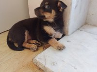 Minyatür Pinscher Dişi