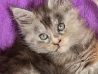 Maine Coon Üst Kaliteli Yavrular
